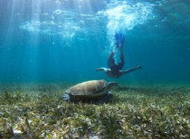 Person diving with turtle
