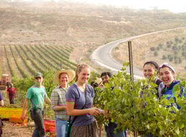 Volunteers harvesting in the vineyards of Israel