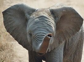 GVI: Wildlife Conservation Volunteering