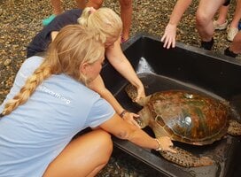 Volunteers caring for sea turtle in rehab