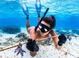Freedive and plantings corals