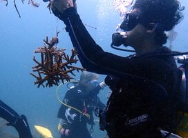 Cultivating new corals in the Nursery plays in important part of our coral reef regeneration strategy