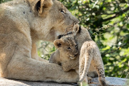 GVI: Volunteer in South Africa