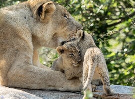 GVI: Volunteer in South Africa