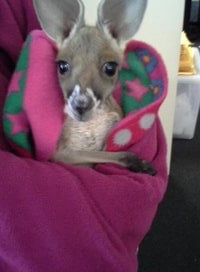 A joey looks at the camera while bundled in a felt pouch