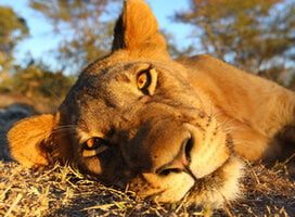 Big Cat Wildlife Research & Conservation in Kenya