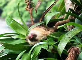 Volunteer in Environmental Conservation with LV!