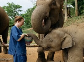 Feeding elephants in sanctuary