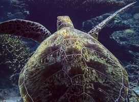 A green turtle glides along the reefs around Pom Pom