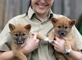 Koala care volunteering Australia