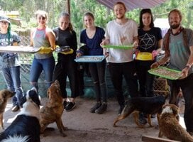 Stray Dog Rehabilitation Peru