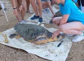 Sea Turtle Service