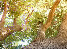 Trees grow beautifully in Israel! They just have to be planted.