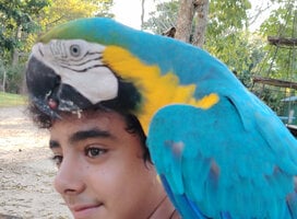 our volunteer with a macaw parrot