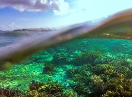 Indonesia Semester: Conservation & Culture in the World's Largest Archipelago