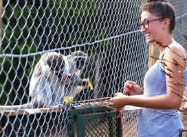 Volunteer feeding our monkeys 