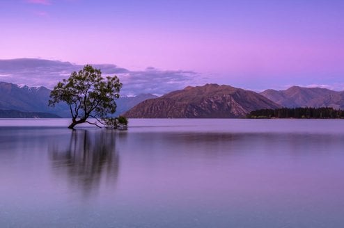 New Zealand CLP Header