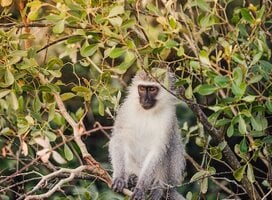 Volunteer in Wildlife Conservation with LV!