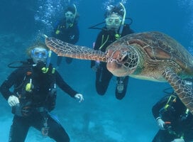 Divers underwater with a sea turtle