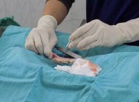 vet performing spay surgery at our clinic in Jerusalem 