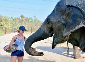 Volunteer at feeding time with one of the resident rescued Elephants