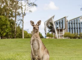 Kangaroo on UniSC Sunshine Coast campus lawn sippy downs queensland australia
