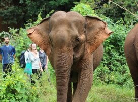 Elephant sanctuaries in Asia