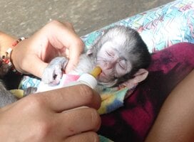 Monkey Rehabilitation