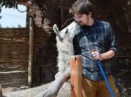 Volunteer with Llamas in Peru